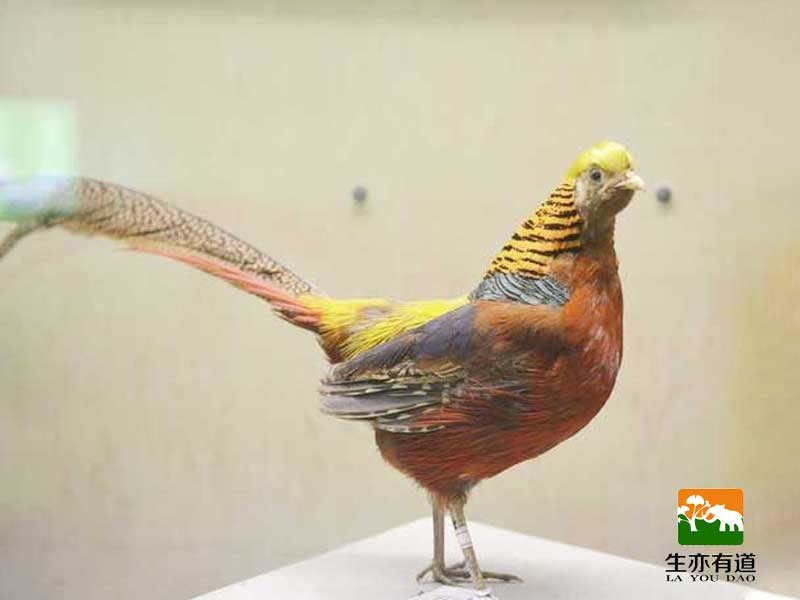 剝制標(biāo)本錦雞